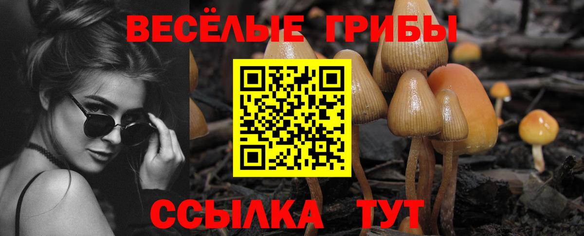 купить наркотик  Вход с VPN  Назрань  Псилоцибиновые грибы Psilocybe 